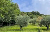 Vendita Terreno Agricolo Marostica