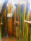 Vendo canne di bamb? bambu bamboo da bambuseto in piemonte