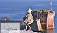 Vendita Appartamento Portoferraio