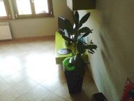 vendita appartamento Santa Croce sull'Arno