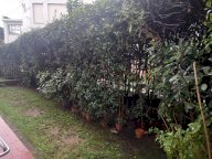 vendita appartamento Massa