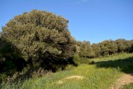 vendita magazzino Luogosanto