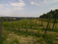 vendita azienda agricola San Miniato