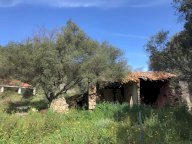 vendita azienda agricola Arzachena