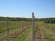 vendita azienda agricola Castiglione del Lago