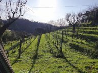 vendita casa semindipendente Carrara