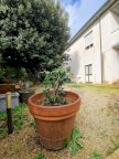 vendita villetta a schiera Crespina Lorenzana