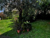 vendita casa singola Montignoso