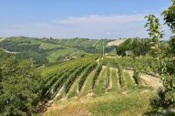 V Rustico Neviglie