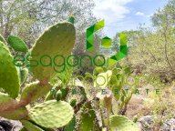 Vendita Rustico/Casale Siracusa