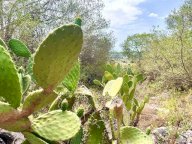 Vendita Rustico/Casale Siracusa