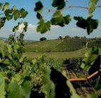 vendita colonica/casale Vinci