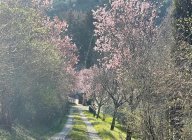 vendita colonica/casale San Casciano in Val di Pesa