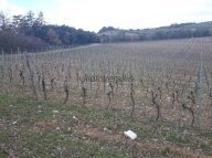 vendita colonica/casale Murlo