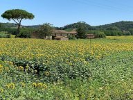 vendita colonica/casale Montaione