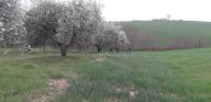 vendita rustico/corte Manciano