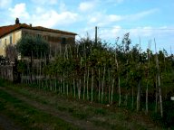 vendita colonica/casale Larciano