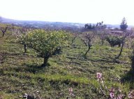 Vendita  Fiumefreddo di Sicilia