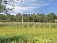 Vendita Terreno Agricolo Assisi