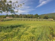 Vendita Terreno Agricolo Assisi