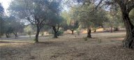 Vendita  Casteldaccia