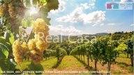 Vendita Terreno Agricolo Casalgrande