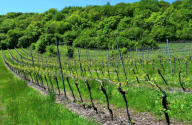 Vendita Terreno Agricolo Cazzano di Tramigna