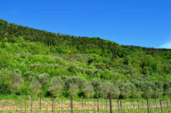 Vendita Terreno Agricolo Tregnago