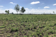 Vendita Terreno Agricolo Lograto