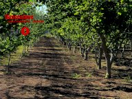 Vendita Terreno Agricolo Nola