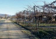 Vendita Terreno Agricolo Vidor