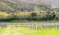 Vendita Terreno Agricolo Dolcè