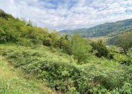 Vendita Terreno Agricolo Chiampo