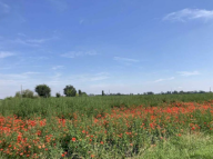 Vendita Terreno Agricolo Lagosanto