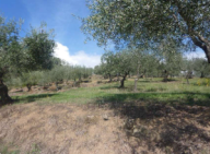 Vendita Terreno Agricolo Montemurlo