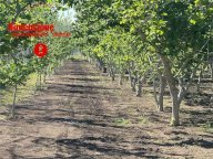 Vendita Terreno Agricolo Nola