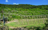Vendita Terreno Agricolo Tregnago