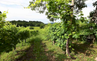 Vendita Terreno Agricolo Vidor