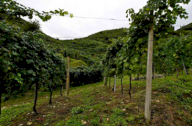 Vendita Terreno Agricolo Farra di Soligo