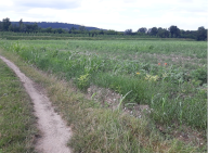 Vendita Terreno Agricolo Farra d'Isonzo