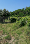 Vendita Terreno Agricolo Petritoli