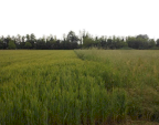 Vendita Terreno Agricolo Santorso