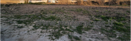 Vendita Terreno Agricolo Mazara del Vallo