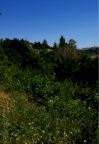 Vendita Terreno Agricolo Petritoli