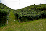 Vendita Terreno Agricolo Farra di Soligo