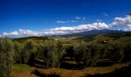 Vendita Terreno Agricolo Castel del Piano