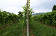 Vendita Terreno Agricolo Vidor
