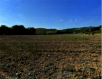 Vendita Terreno Agricolo San Marzano Oliveto