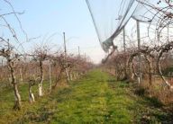 Vendita Terreno Agricolo Villafranca di Verona