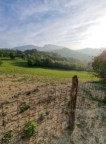 Vendita Terreno Agricolo Mercato Saraceno